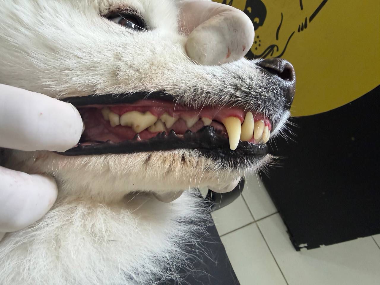 Profilaxis dental