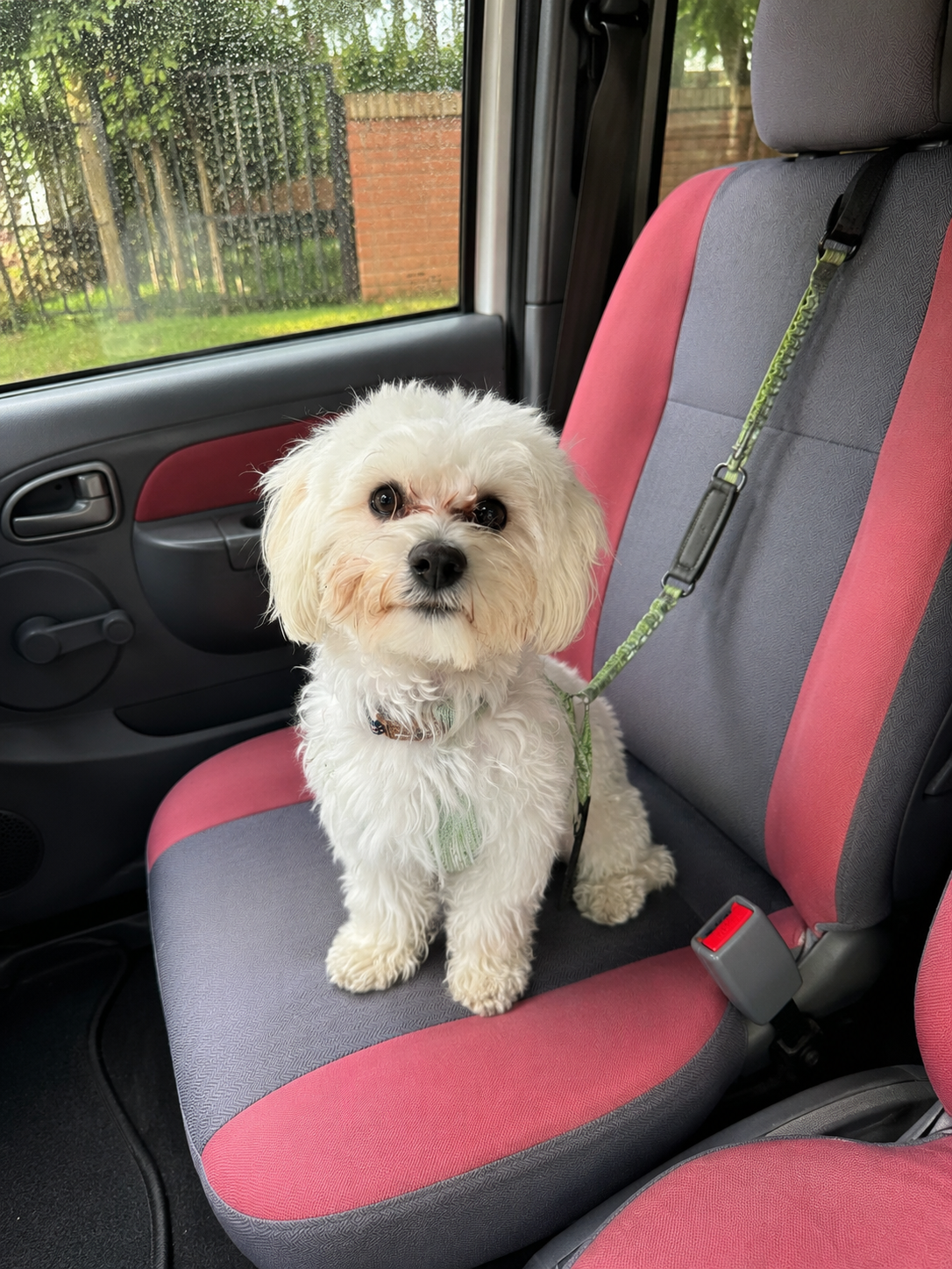 Ruta Pet