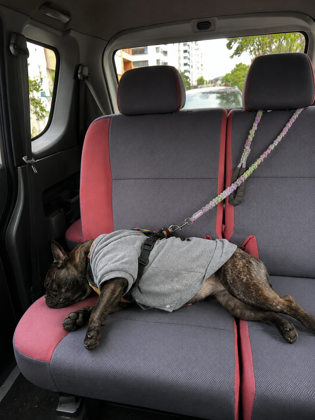 Ruta Pet