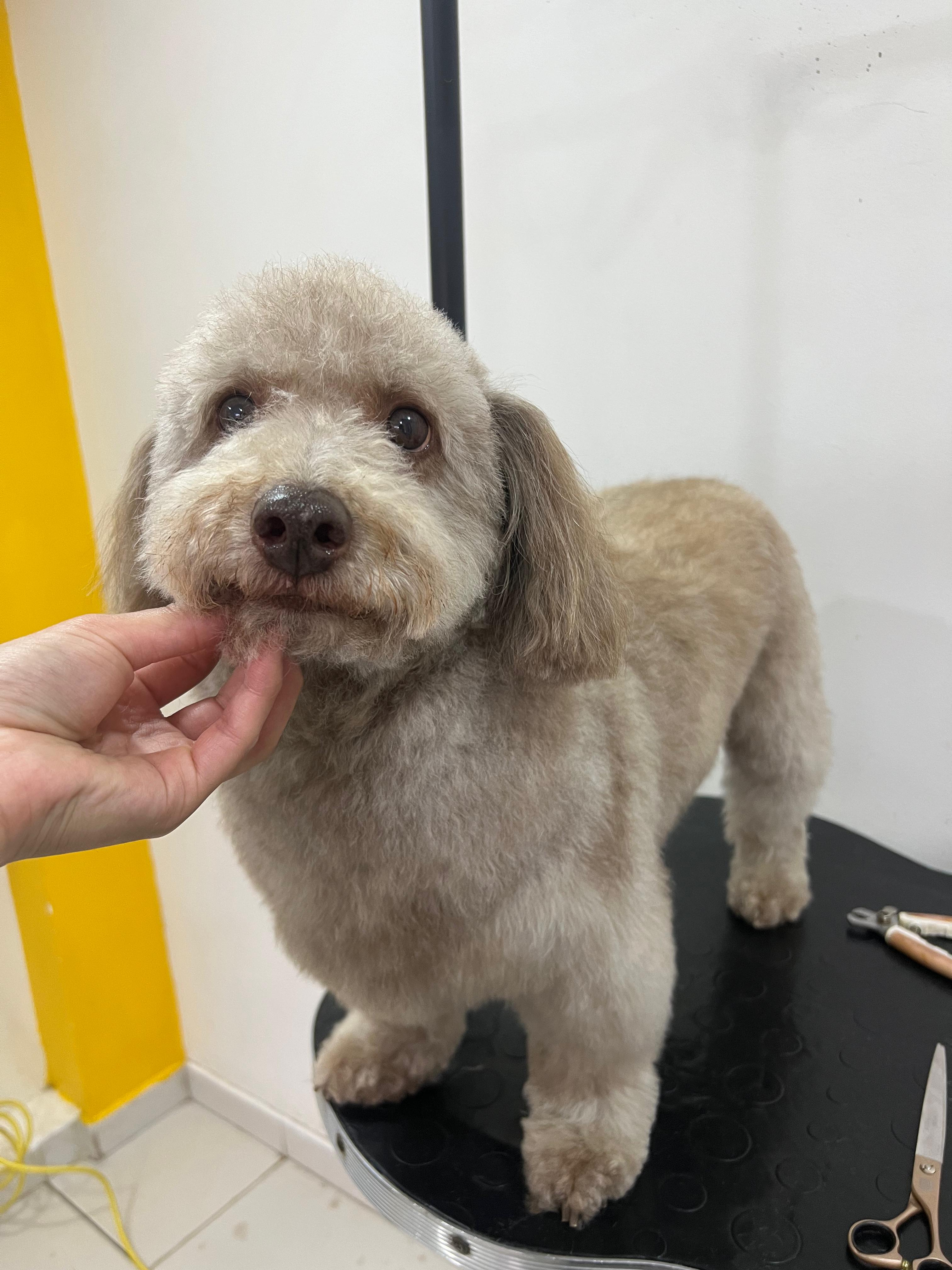 Baño y grooming
